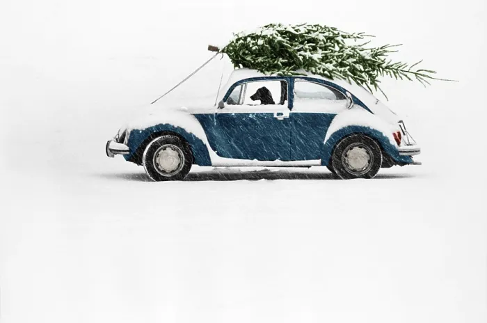 Framed Print : Dog in Car with Christmas Tree Framed Print : Dog in Car with Christmas Tree