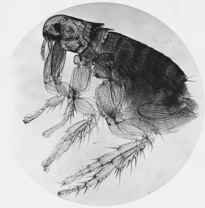 Framed Print : Dog Flea under a microscope Framed Print : Dog Flea under a microscope