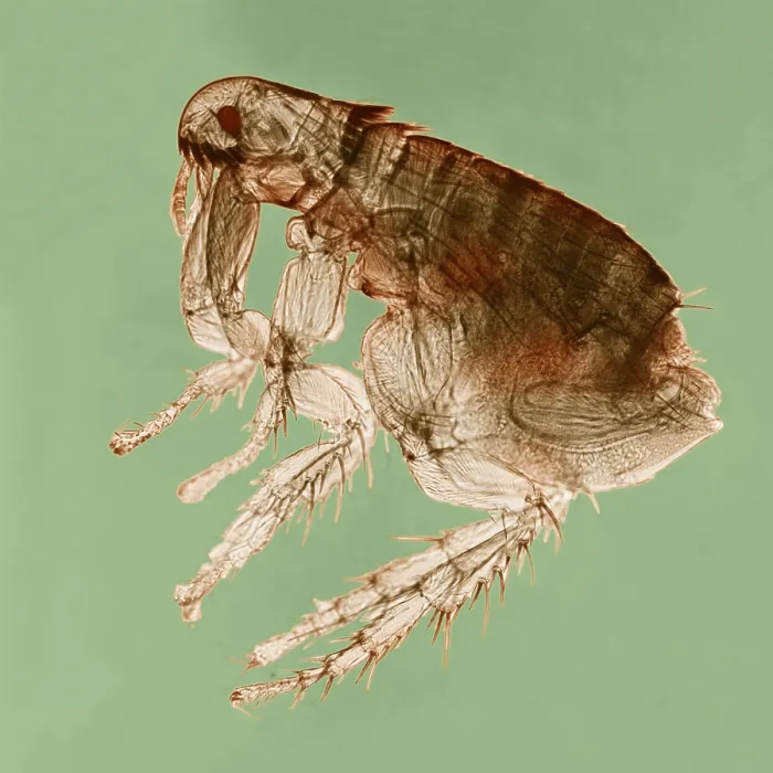 Framed Print : Dog Flea under a microscope Framed Print : Dog Flea under a microscope