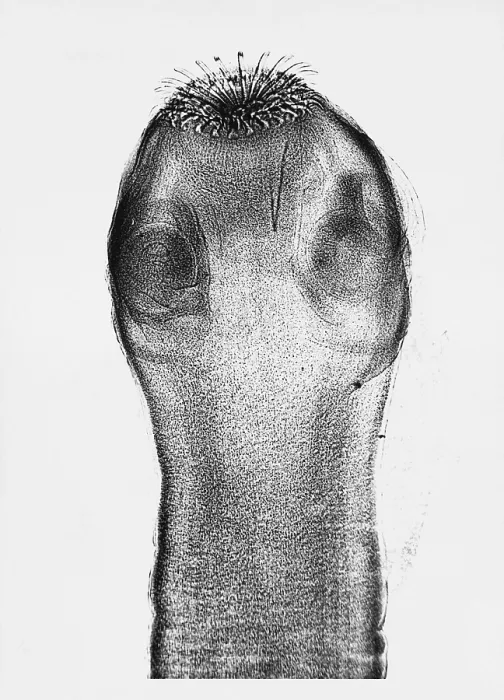 Framed Print : Dog Tapeworm Scolex (LM) under a microscope Framed Print : Dog Tapeworm Scolex (LM) under a microscope