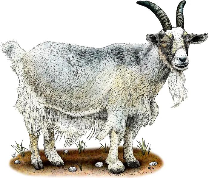 Framed Print : Domestic Goat Framed Print : Domestic Goat