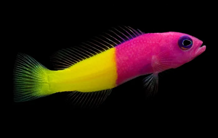 Framed Print : Dottyback. The Dottyback, Pictichromis dinar, is a tropical reef inhabitant Framed Print : Dottyback. The Dottyback, Pictichromis dinar, is a tropical reef inhabitant
