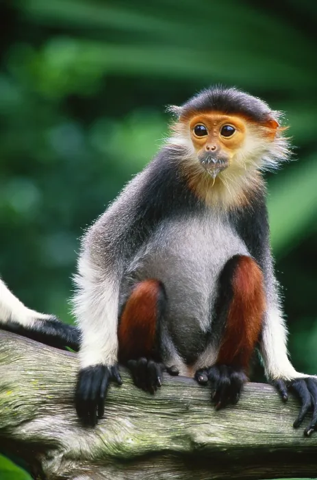 Framed Print : Douc langur Framed Print : Douc langur