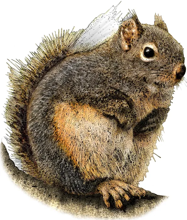 Framed Print : Douglas Squirrel Framed Print : Douglas Squirrel