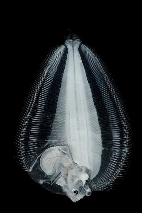 Framed Print : Dover Sole Larva Framed Print : Dover Sole Larva