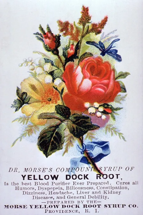 Framed Print : Dr. Morse's Yellow Dock Root Syrup Framed Print : Dr. Morse's Yellow Dock Root Syrup