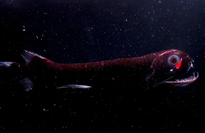 Framed Print : Dragonfish