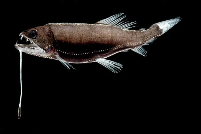Framed Print : Dragonfish Framed Print : Dragonfish