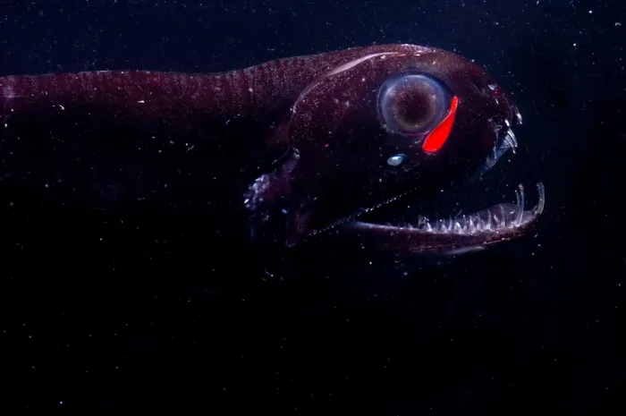 Framed Print : Dragonfish Framed Print : Dragonfish