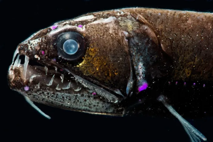 Framed Print : Dragonfish (Astronesthes macropogon)