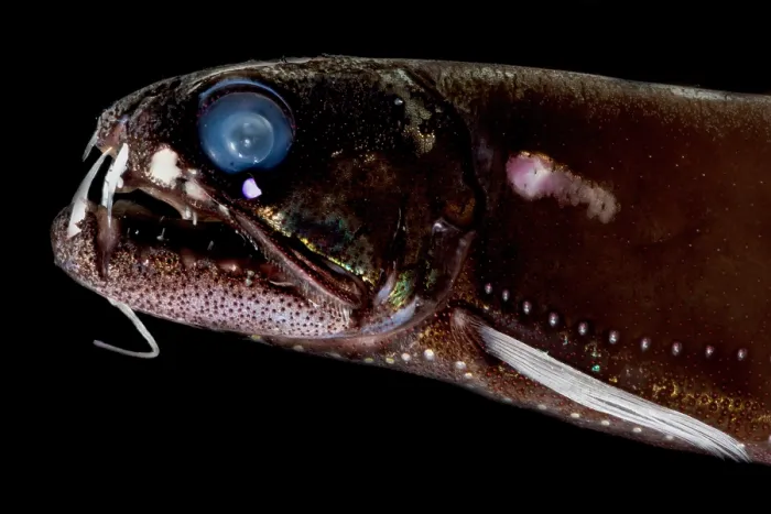 Framed Print : Dragonfish (Astronesthes oligoa) Framed Print : Dragonfish (Astronesthes oligoa)