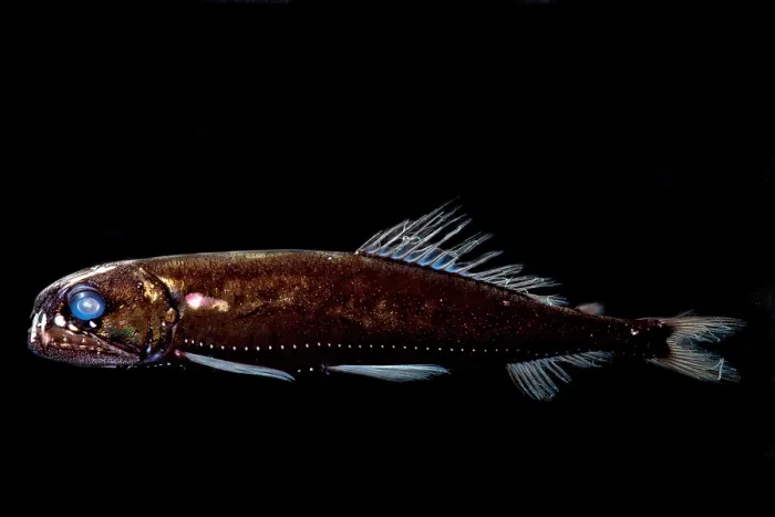 Framed Print : Dragonfish (Astronesthes oligoa) Framed Print : Dragonfish (Astronesthes oligoa)