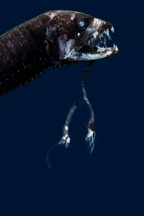 Framed Print : Dragonfish (Eustomias fissibarbis)