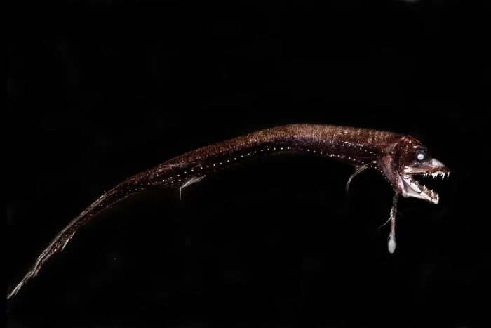Framed Print : Dragonfish (Eustomias triramis) Framed Print : Dragonfish (Eustomias triramis)