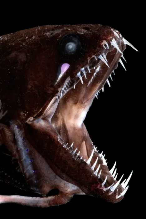 Framed Print : Dragonfish Mouth Framed Print : Dragonfish Mouth
