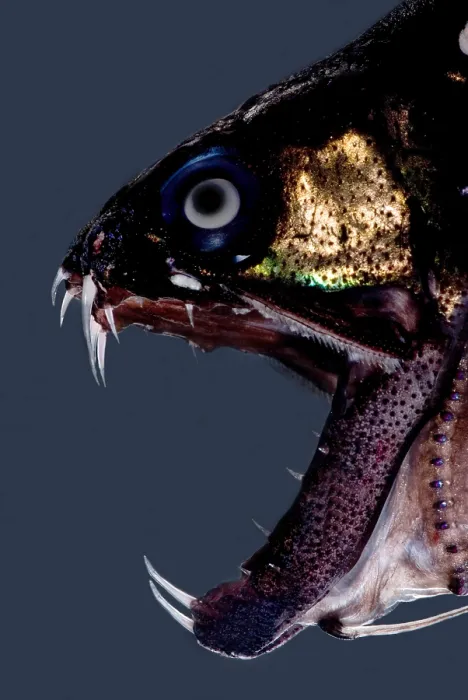 Framed Print : Dragonfish Mouth Framed Print : Dragonfish Mouth
