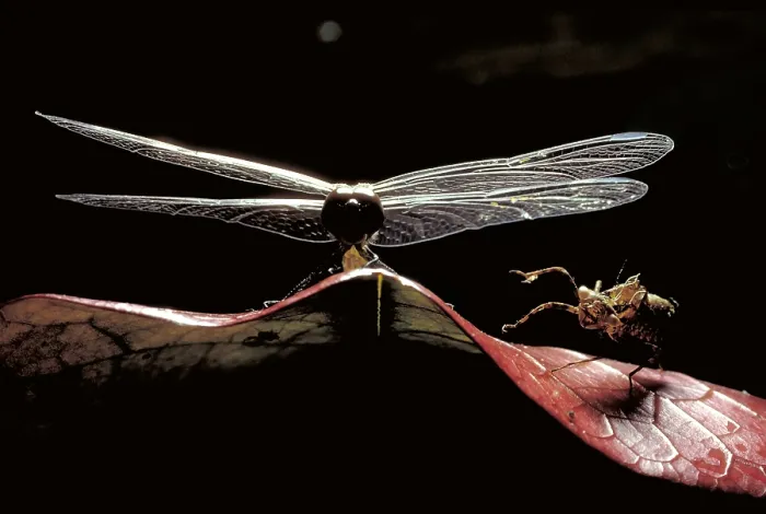 Framed Print : Dragonfly. Newly emerged dragonfly Framed Print : Dragonfly. Newly emerged dragonfly