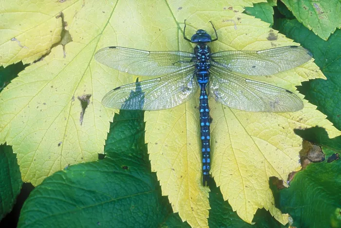 Framed Print : Dragonfly on leaf Framed Print : Dragonfly on leaf