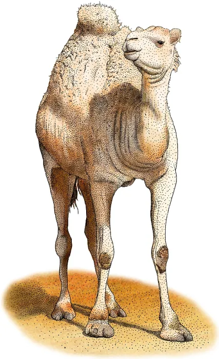 Framed Print : Dromedary. Illustration of a Dromedary (Camelus dromedarius) Framed Print : Dromedary. Illustration of a Dromedary (Camelus dromedarius)