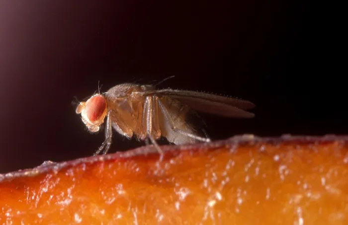 Framed Print : Drosophila on Fruit Framed Print : Drosophila on Fruit