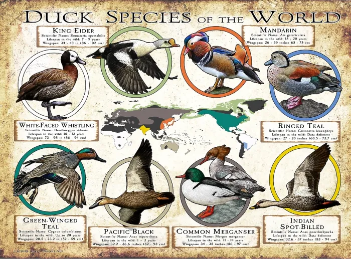 Framed Print : Duck Species of the World
