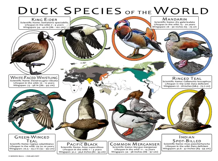 Framed Print : Duck Species of the World