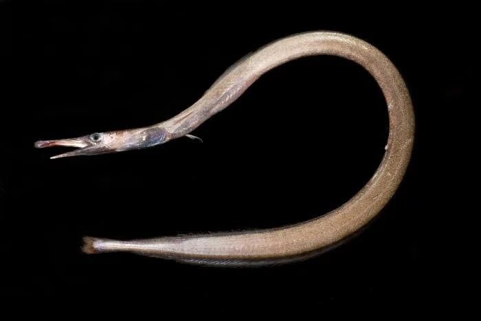 Framed Print : Duckbill Oceanic Eel (Nessorhamphus ingolfianus) Framed Print : Duckbill Oceanic Eel (Nessorhamphus ingolfianus)