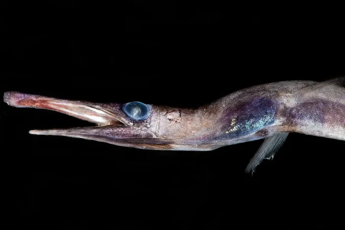 Framed Print : Duckbill Oceanic Eel (Nessorhamphus ingolfianus) Framed Print : Duckbill Oceanic Eel (Nessorhamphus ingolfianus)
