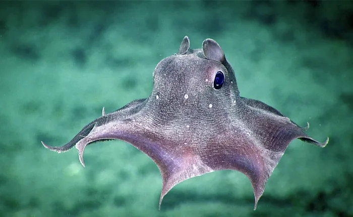 Framed Print : Dumbo Octopus Framed Print : Dumbo Octopus