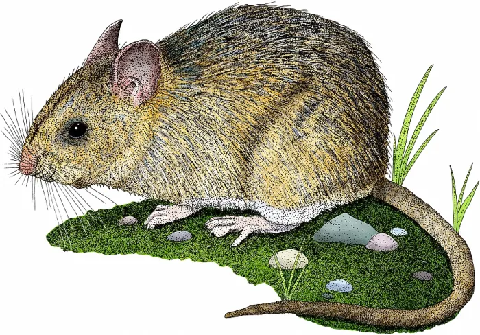 Framed Print : Dusky-footed Wood Rat Framed Print : Dusky-footed Wood Rat