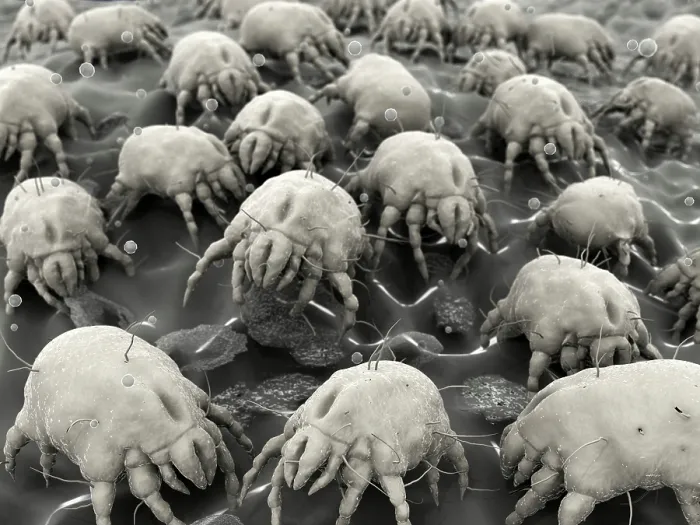 Framed Print : Dust mites, artwork Framed Print : Dust mites, artwork