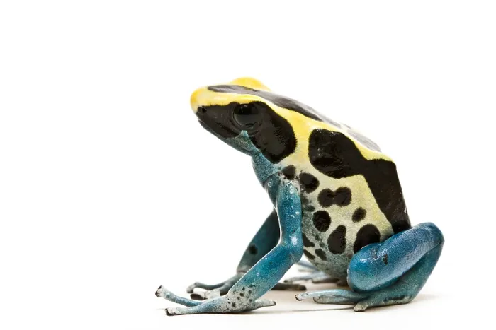 Framed Print : Dyeing poison dart frog Framed Print : Dyeing poison dart frog