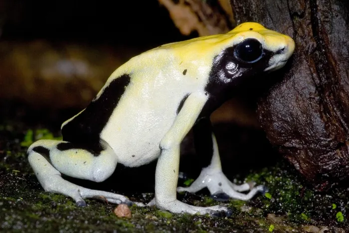 Framed Print : Dyeing Poison Frog