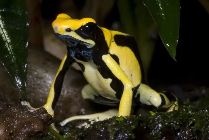 Framed Print : Dyeing Poison Frog