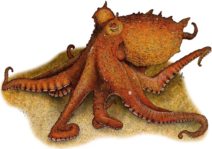 Framed Print : East Pacific Red Octopus