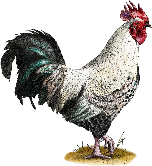 Framed Print : Easter Egger Chicken Framed Print : Easter Egger Chicken