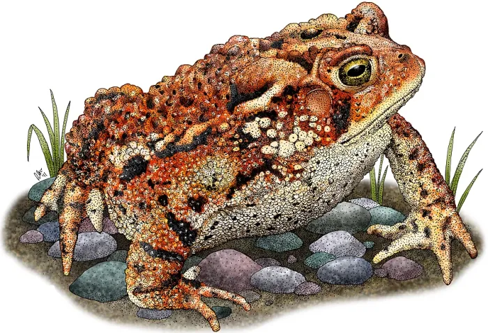 Framed Print : Eastern American Toad