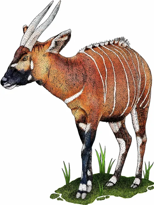 Framed Print : Eastern bongo Framed Print : Eastern bongo