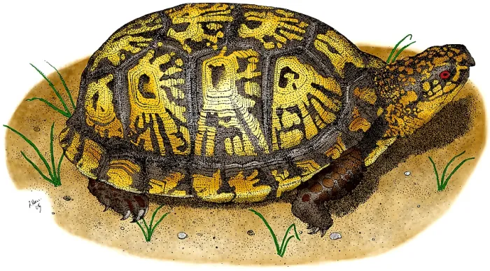 Framed Print : Eastern Box Turtle Framed Print : Eastern Box Turtle