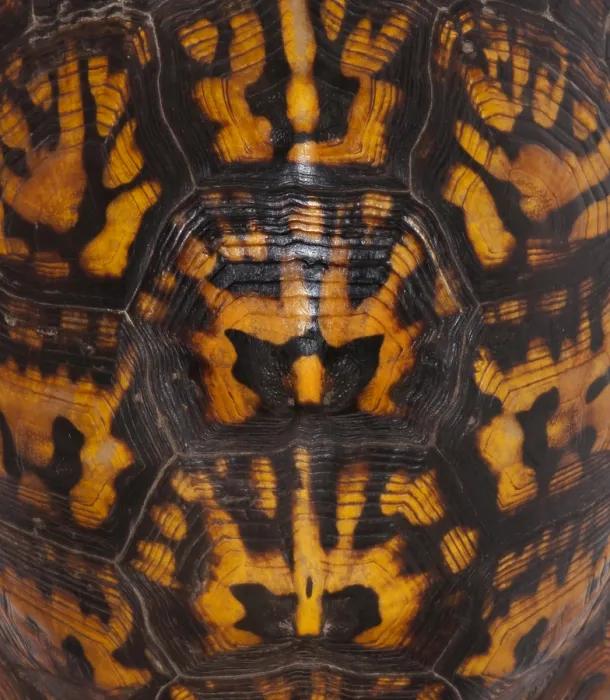Framed Print : Eastern Box Turtle, Shell Pattern Framed Print : Eastern Box Turtle, Shell Pattern