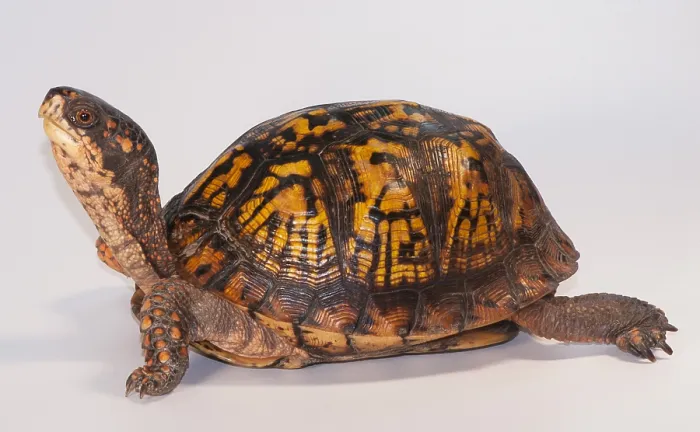 Framed Print : Eastern Box Turtle, Terrapene carolina carolina Framed Print : Eastern Box Turtle, Terrapene carolina carolina