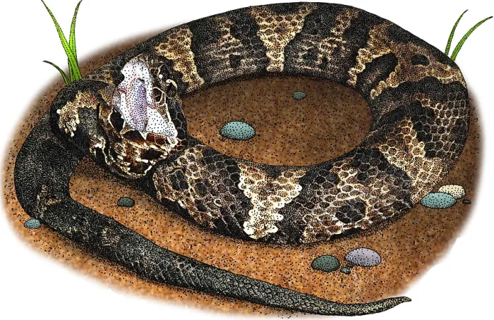 Framed Print : Eastern Cottonmouth, Illustration