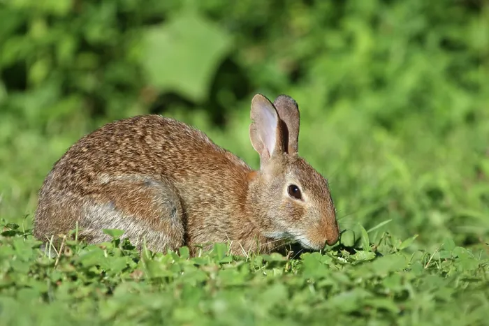 Framed Print : Eastern cottontail (Sylvilagus floridanus) Framed Print : Eastern cottontail (Sylvilagus floridanus)