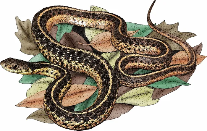 Framed Print : Eastern Garter Snake Framed Print : Eastern Garter Snake