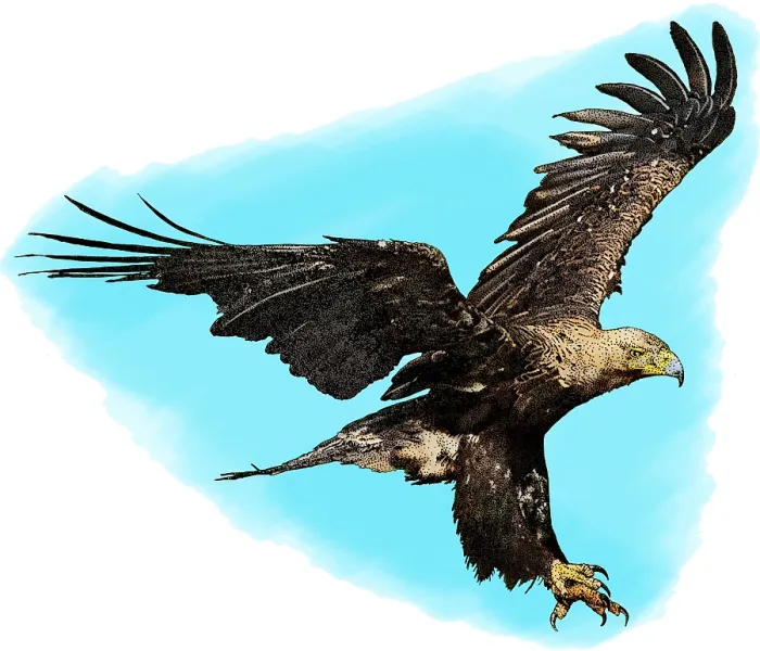 Framed Print : Eastern imperial eagle Framed Print : Eastern imperial eagle