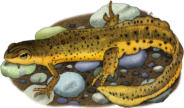 Framed Print : Eastern Newt Framed Print : Eastern Newt