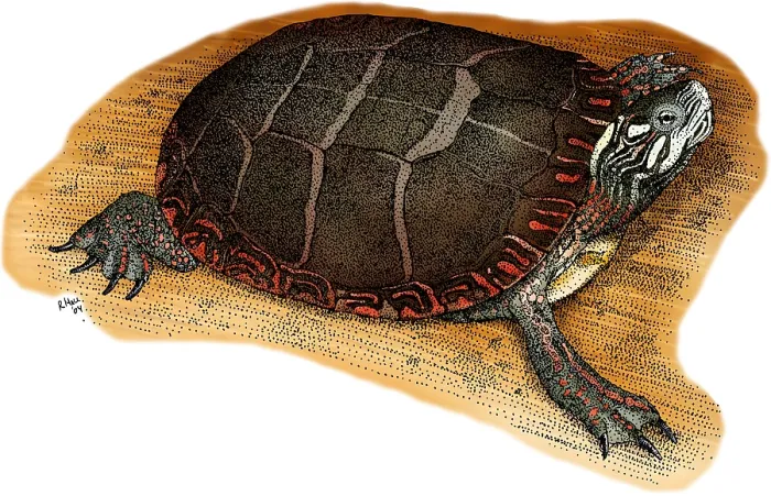 Framed Print : Eastern Painted Turtle Framed Print : Eastern Painted Turtle