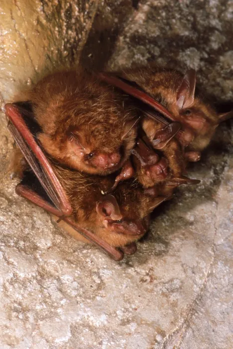 Framed Print : Eastern Pipistrelle Bats