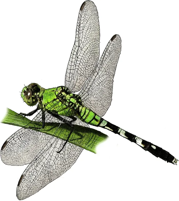 Framed Print : Eastern Pondhawk, Illustration