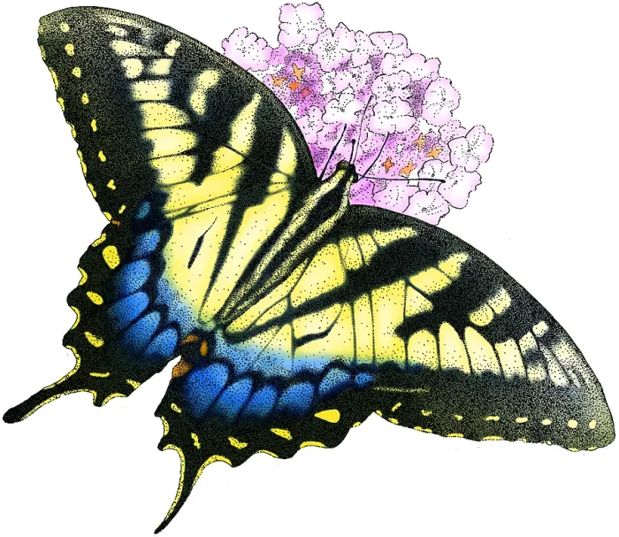 Framed Print : Eastern Tiger Swallowtail Framed Print : Eastern Tiger Swallowtail